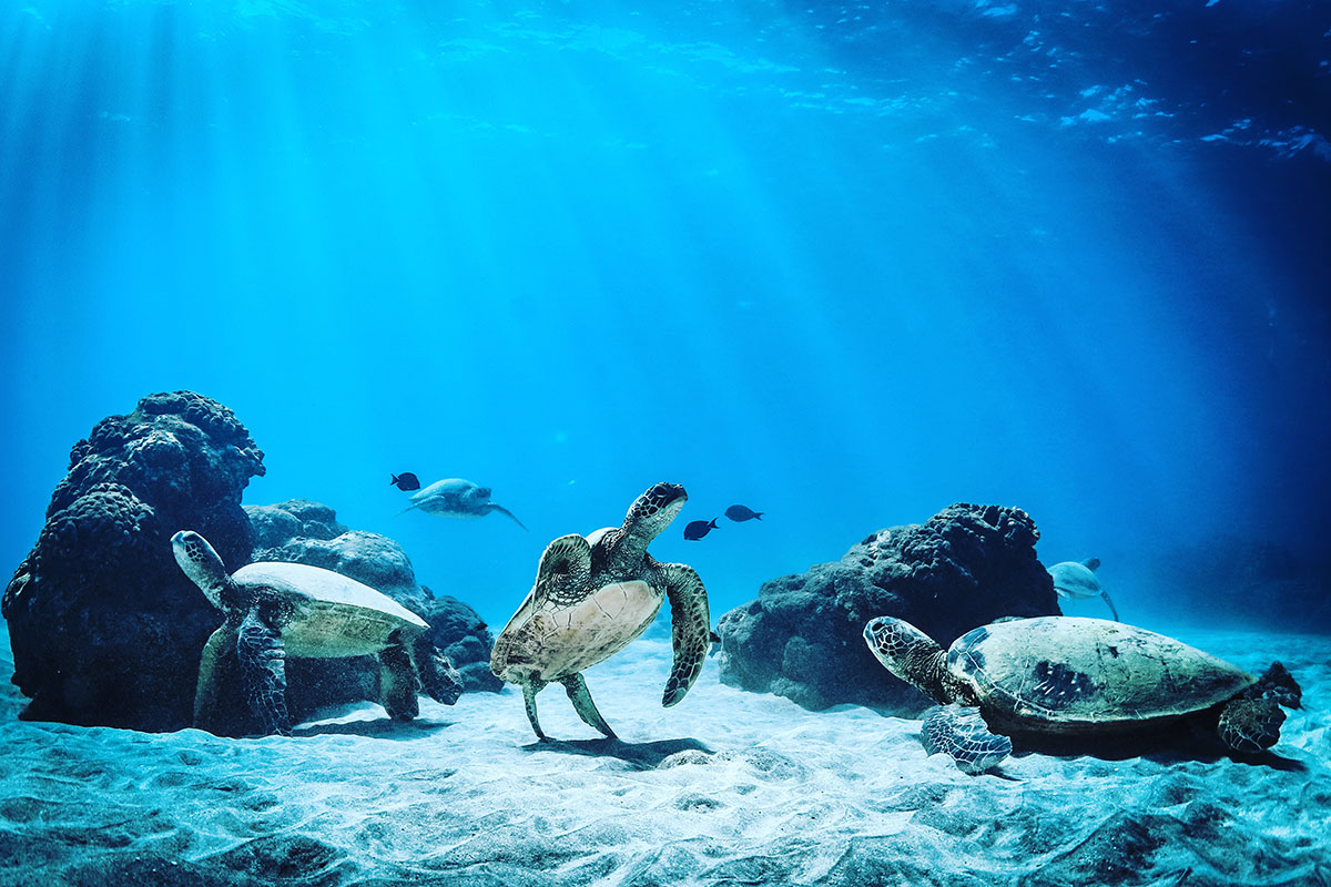 Maui Coral Reef Sea Turtles